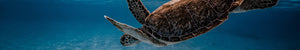Sea Turtle Collection